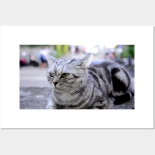 sphinx cat / Swiss Artwork Photography Posters and Art